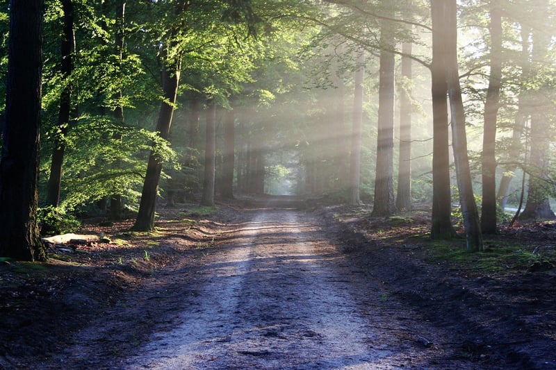 Sherwood Forest, England